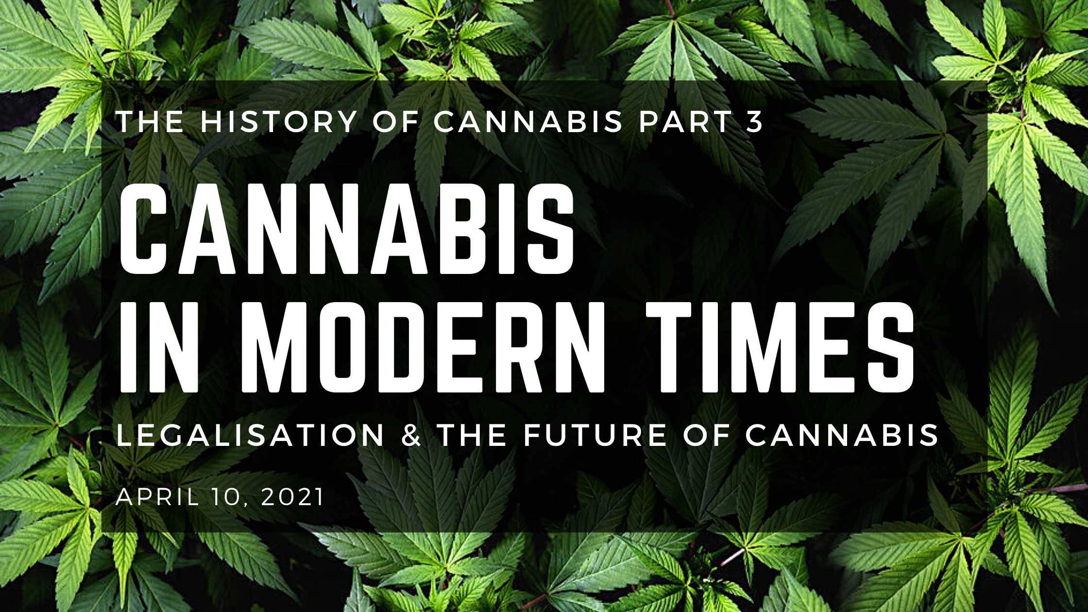 Cannabis in Modern Times: Legalisation and The Future of Cannabis - Herbaleyes