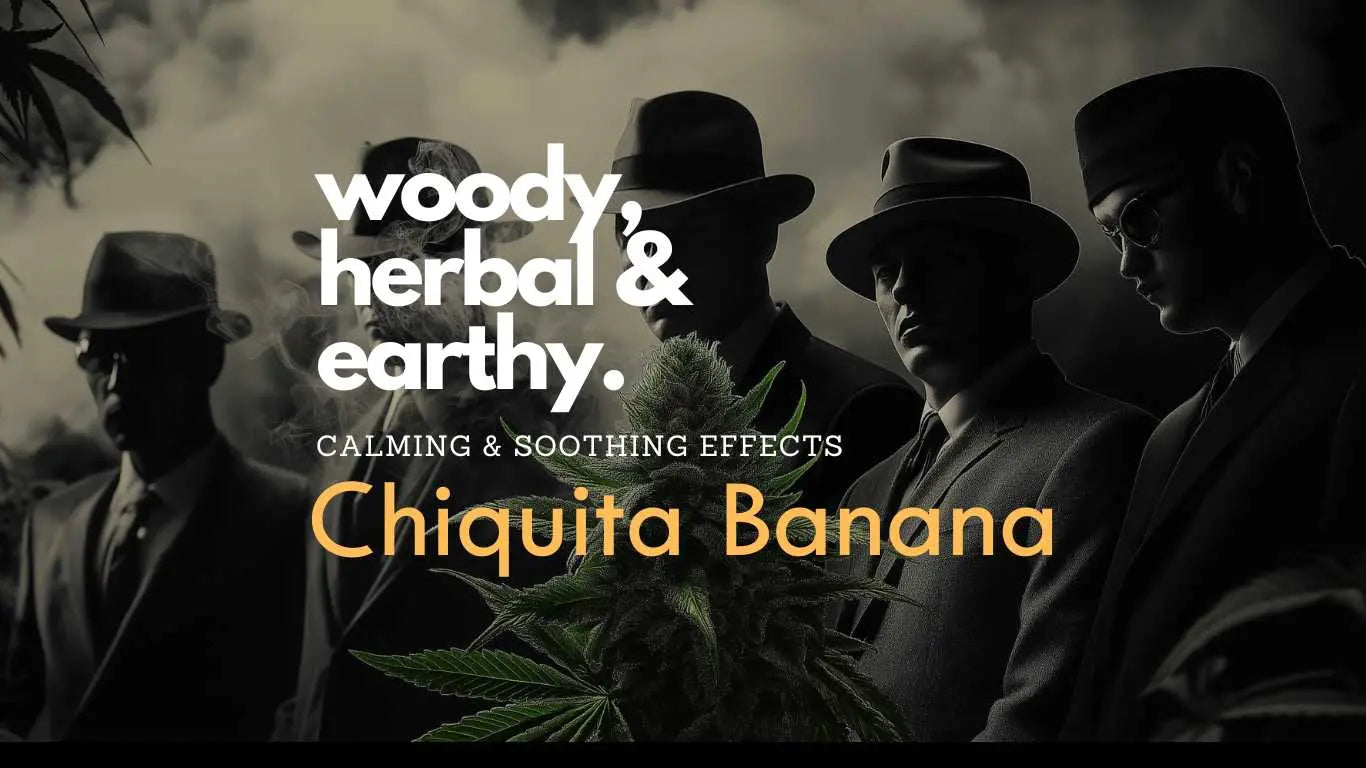 Best CBD Flower for Anxiety in the UK: Why Chiquita Banana Stands Out - Herbaleyes