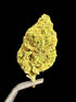 SALE Bruce Banner Premium 19% UK CBD Flower - PLATINUM GRADE - Herbaleyes