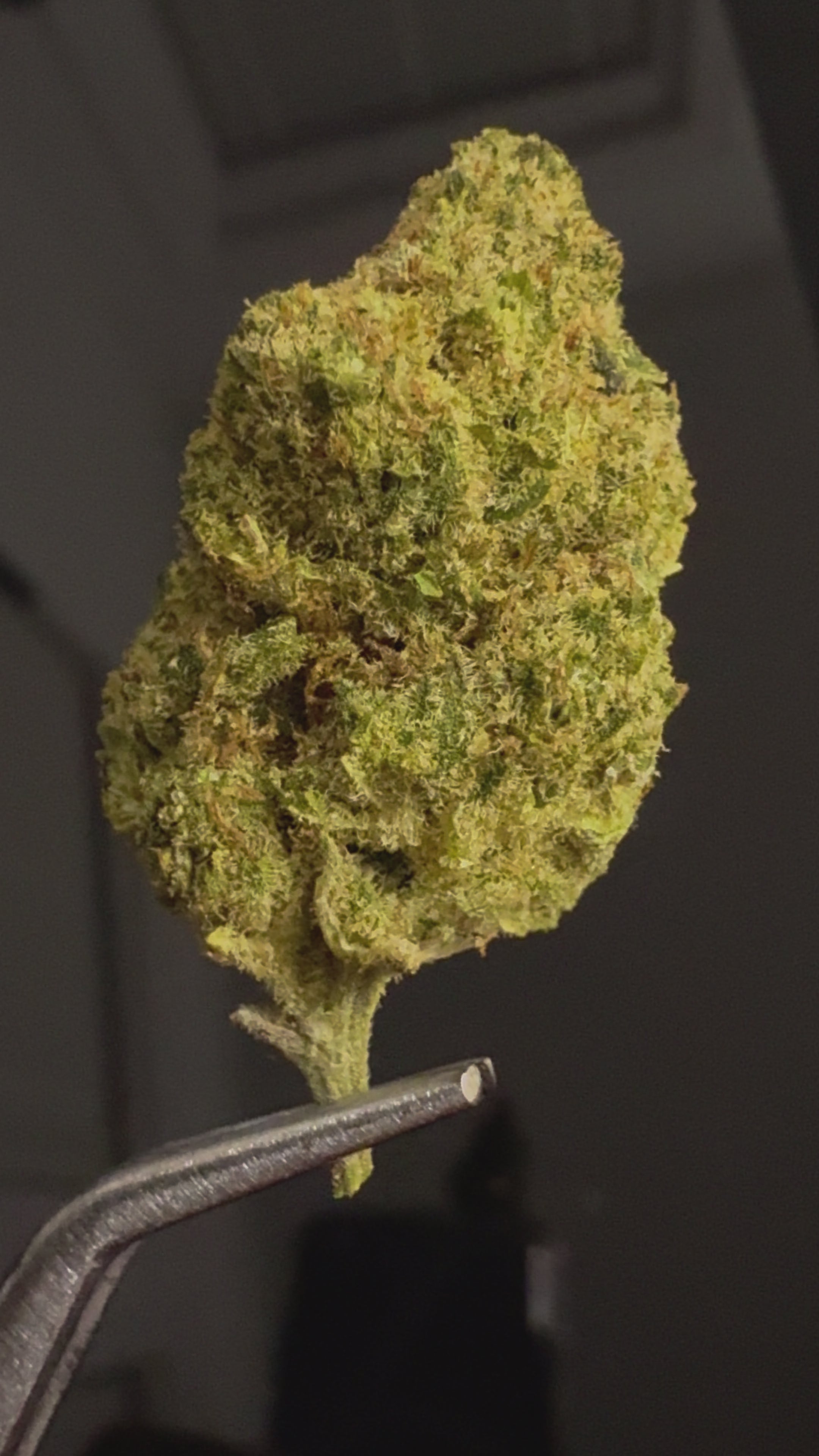 SALE Bruce Banner Premium 19% UK CBD Flower - PLATINUM GRADE